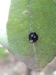 Chilocorus nigritus