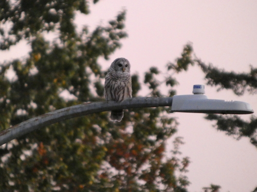 Barred Owl