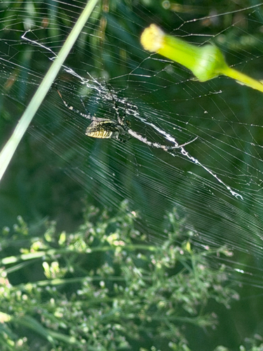Banded Garden Spider