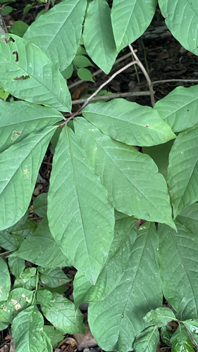 common pawpaw
