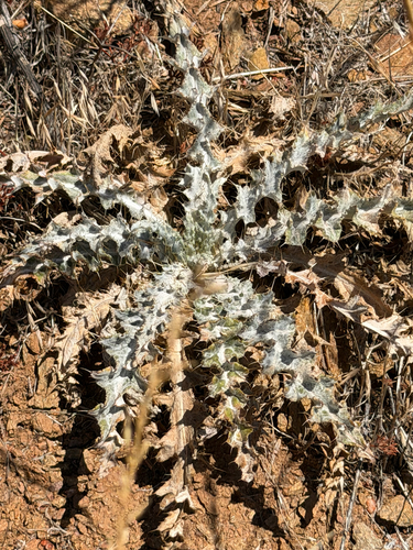 Cirsium occidentale, photograph 1
