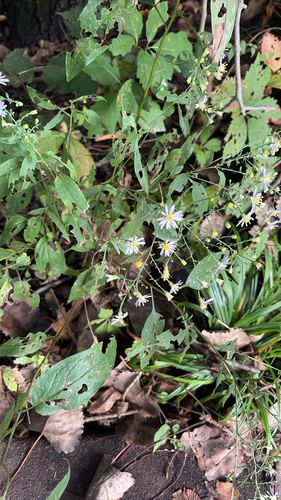 Short's aster