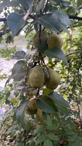 Common Pear