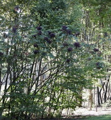 Aralia spinosa, photograph (c) pachips, some rights reserved (CC BY)