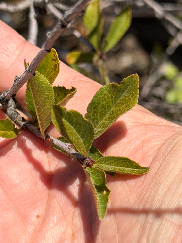 Prunus emarginata, photograph 2