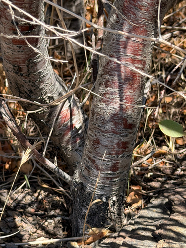 Prunus emarginata