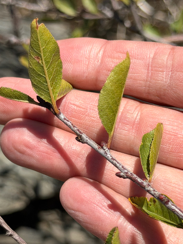 Prunus emarginata, photograph 3
