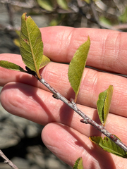 Prunus emarginata, photograph (c) klicklo, some rights reserved (CC BY)