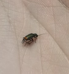 Malachius bipustulatus