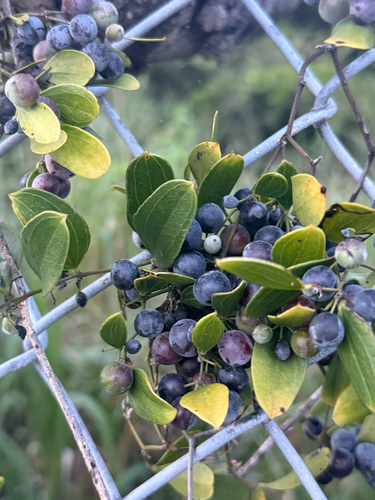 Earleaf Greenbrier