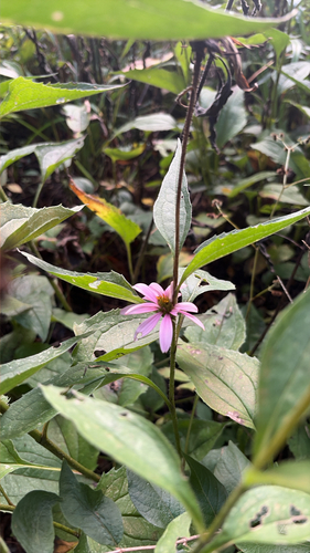 purple coneflower