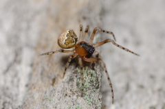 Wamba crispulus