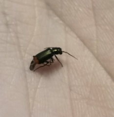 Malachius bipustulatus
