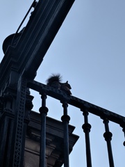 Sciurus carolinensis