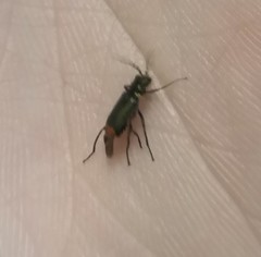 Malachius bipustulatus