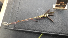 Euphorbia hypericifolia