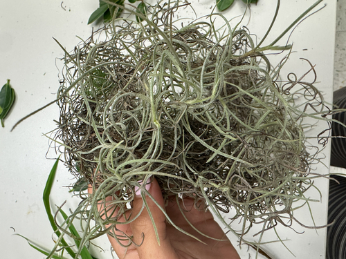 Spanish moss