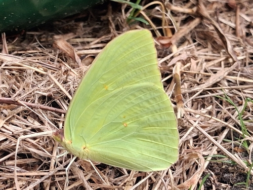 Cloudless Sulphur