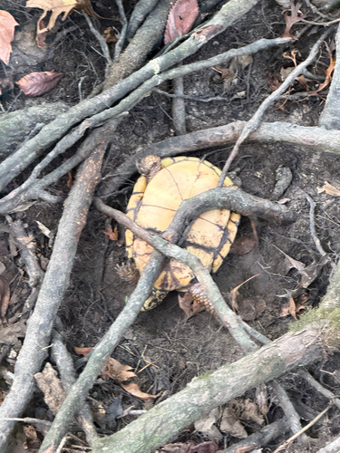 Eastern Box Turtle