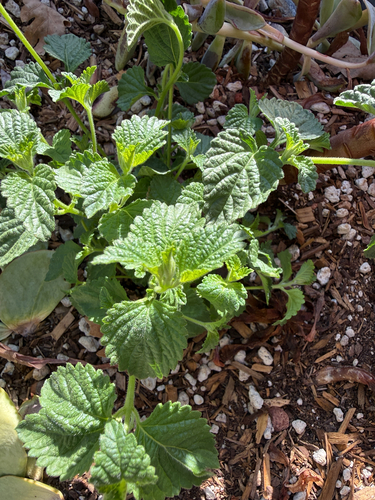 White Horehound