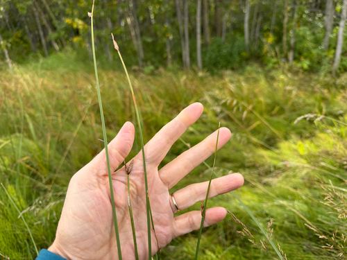 three-square bulrush