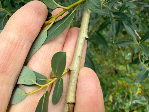 starved willow