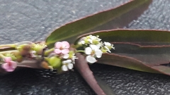 Euphorbia hypericifolia