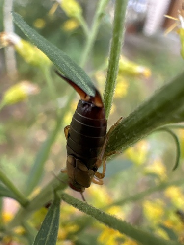 European Earwig