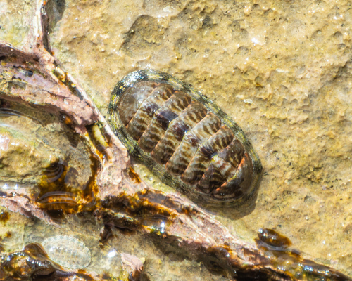 Chiton marmoratus observed 2026-09-09