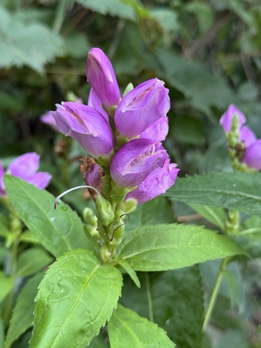 rose turtlehead