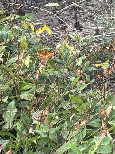 Variegated Fritillary