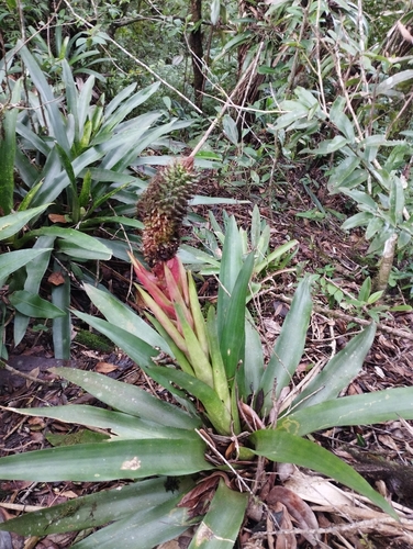Aechmea ornata