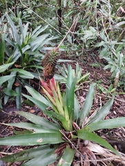 Aechmea ornata, photograph (c) jbugoni, some rights reserved (CC BY)