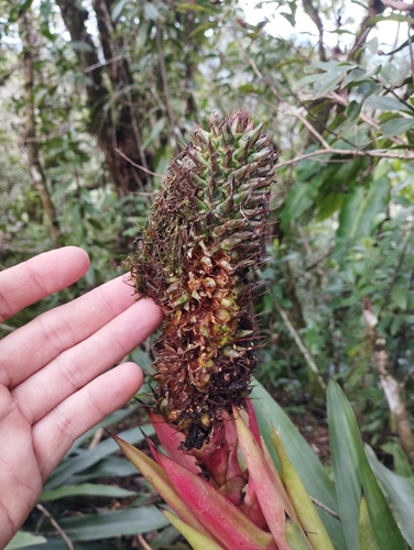 Aechmea ornata, photograph 2