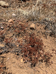 Chorizanthe staticoides
