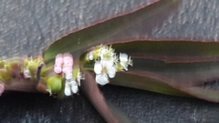 Euphorbia hypericifolia