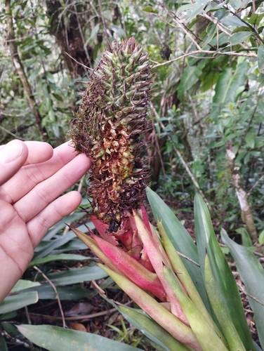 Aechmea ornata, photograph 3