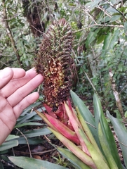Aechmea ornata, photograph (c) jbugoni, some rights reserved (CC BY)