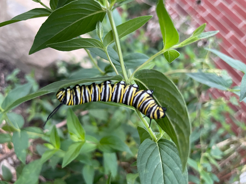 Monarch