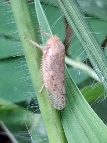Ringspot Leafhopper