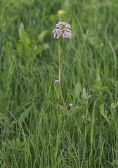 Valeriana rossica