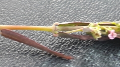 Euphorbia hypericifolia