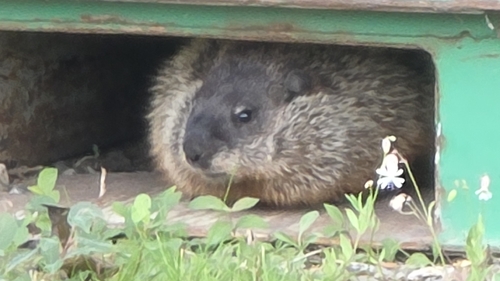 Groundhog