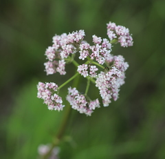 Valeriana rossica
