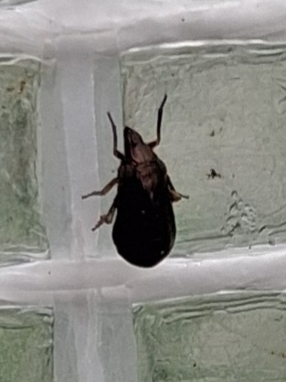 Bruchomorpha oculata