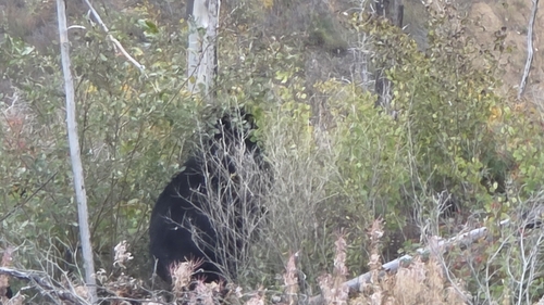 American Black Bear