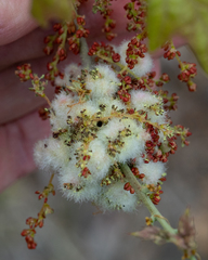 Callirhytis quercusoperator