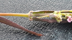 Euphorbia hypericifolia