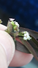 Euphorbia hypericifolia