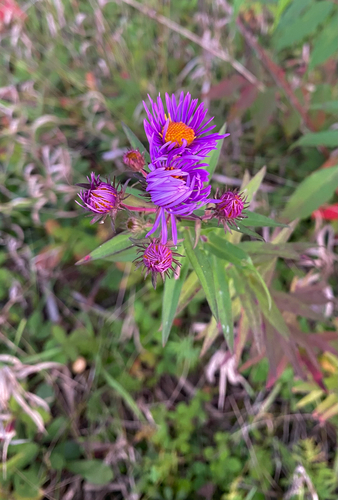 New England aster